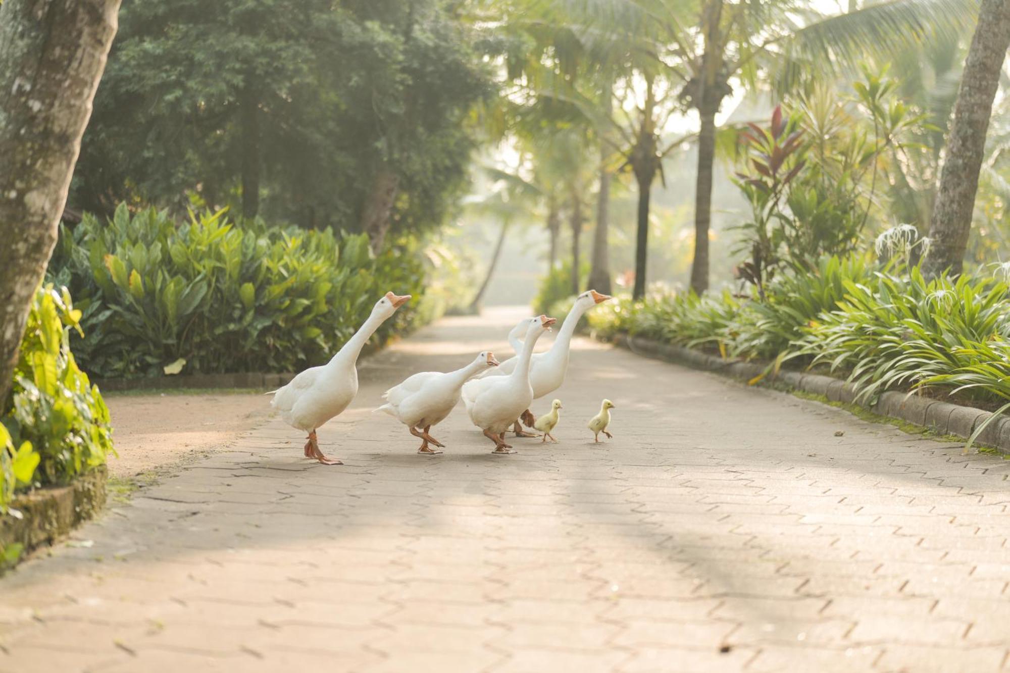 Lakesong Resort Kumarakom Luaran gambar